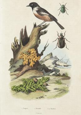 3   -  Lote 3: FÉLIX ÉDOUARD GUÉRIN-MÉNEVILLE - Moqueur (pájaro burlón); Mordella fasciata/coleóptero; Morelles (3,4 dulcamaras)
Traquet (Tarabilla); Tremellas (hongo, champiñón); Trichius (coleópteros)