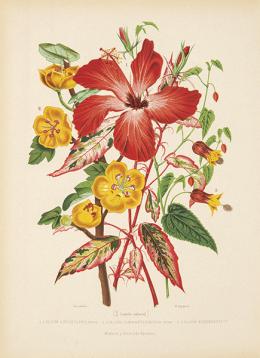 Lote 5: JUAN VILANOVA Y PIERA - Lilum y Orchidaceas