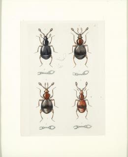 12   -  Lote 12: HENRY DENNY - Serie completa de catorce grabados de insectos coleópteros