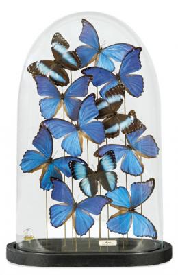 1096   -  Lote 1096: Fanal con 11 mariposas azules de la familia Morpho, (posiblemente Morpho Didius, especie originaria de México).