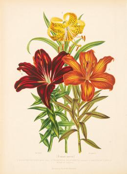 Lote 12: JUAN VILANOVA Y PIERA - Ibiscus Cooperii
Orquídeas