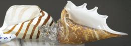 Lote 1104: Dos caracolas cristal de Murano color caramelo