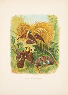 Lote 4: JUAN VILANOVA Y PIERA - Grupo de Paradísidos y otras especies