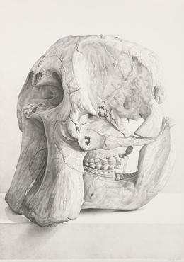 Lote 595: CLAUDIO BRAVO - Cráneo de Elefante