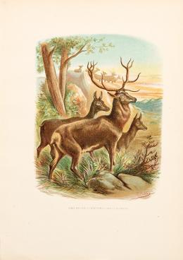 Lote 11: JUAN VILANOVA Y PIERA - Grupo de ciervos
El cariaco de Virginia y el gamo placiterno