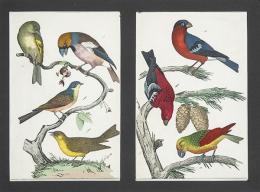 Lote 23: ESCUELA ALEMANA S. XIX - Estudios de pájaros