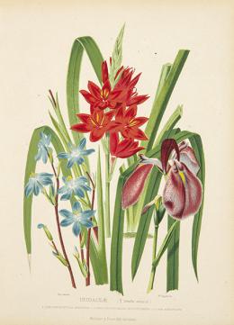 Lote 25: JUAN VILANOVA Y PIERA - Iridaceae
Lilium Leichtlini