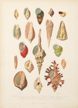 Lote 27: JUAN VILANOVA Y PIERA - Género Bulimo
Género Pileopsis. 1876