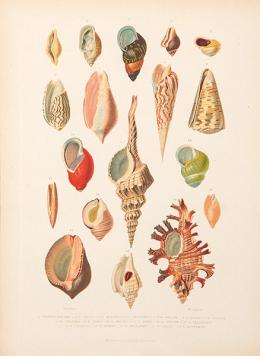 Lote 1: JUAN VILANOVA Y PIERA - Género Bulimo
Género Pileopsis. 1876