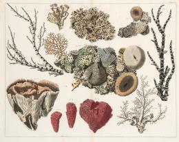 Lote 3: ALBERTUS SEBA - Estudio de corales II
