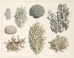 Lote 4: ALBERTUS SEBA - Estudios de corales III