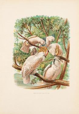 Lote 0005
JUAN VILANOVA Y PIERA - Grupo de cacatúas y otras aves psitaciformes