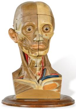 Lote 1264: Cabeza anatómica de madera estucada y policromada de "La Casa del Médico" Madrid primera mitad S. XX.