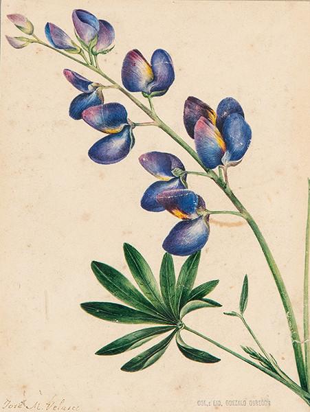  JOSÉ MARÍA VELASCO GÓMEZ - Botánica