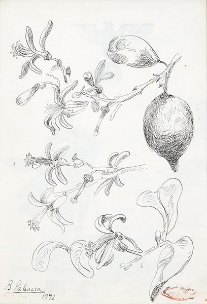  BENJAMÍN PALENCIA - Limonero