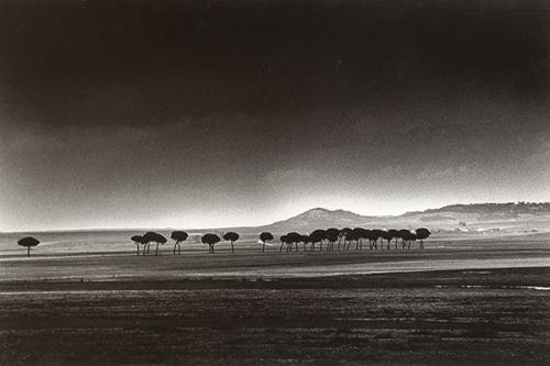  ALBERTO SCHOMMER - Avestruces negras. Serie paisajes negros