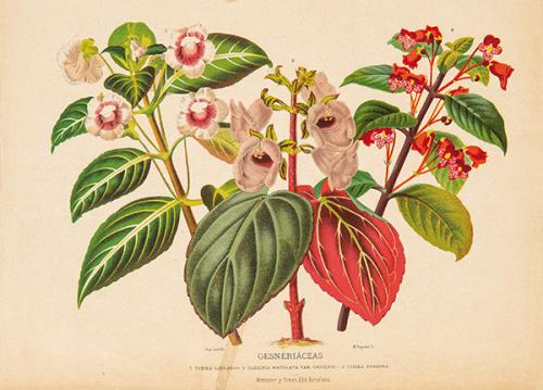 Lote 0014
JUAN VILANOVA Y PIERA - Gesneriáceas
Orchidaceas