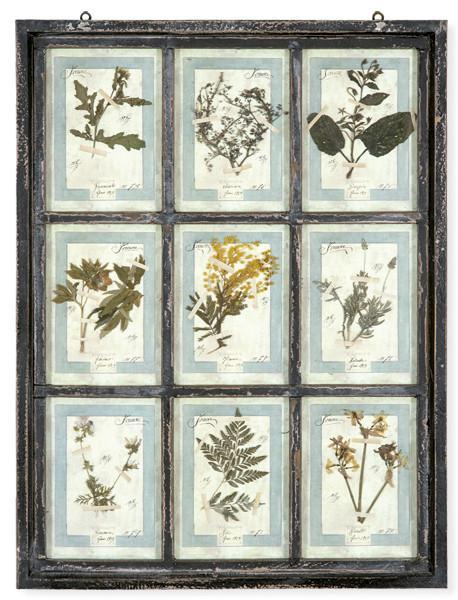  Herbario enmarcado Italia S. XXI