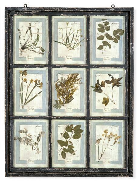  Herbario enmarcado Italia S. XXI