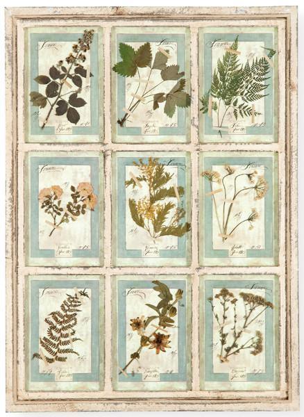  Herbario de 9 especies enmarcado en madera pintada en blanco, Italia S. XXI.