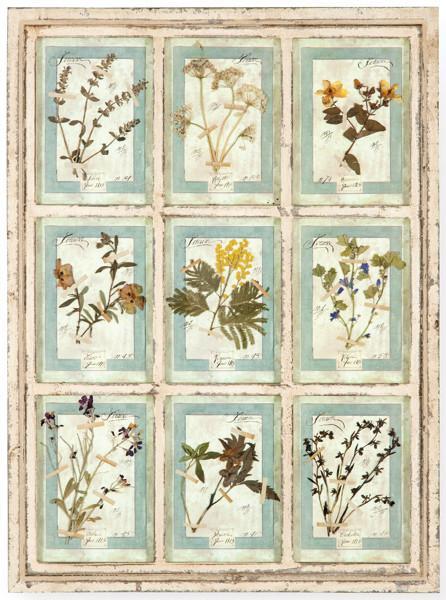  Herbario de 9 especies enmarcado en madera pintada en blanco, Italia S. XXI.