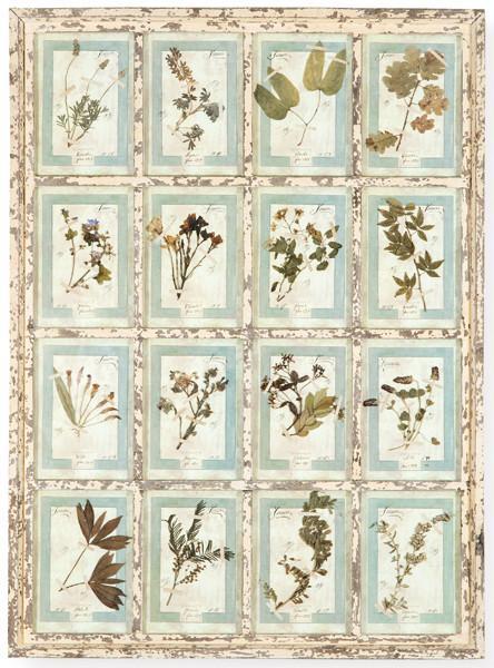  Herbario de 16 especies enmarcado en madera pintada en blanca, Italia S. XXI.