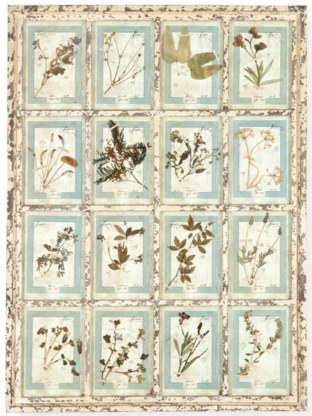  Herbario de 16 especies enmarcado en madera pintada en blanca, Italia S. XXI.