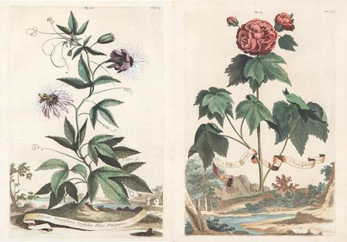 ABRAHAM MUNTING -  Malva Chinensis Rosea Arborescen y Clematis Passiflora Trifolia Flore Purpure