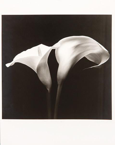 EDUARDO OLIVELLA - Dos Lliris #5