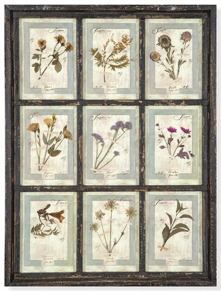 Herbario enmarcado Italia S. XXI