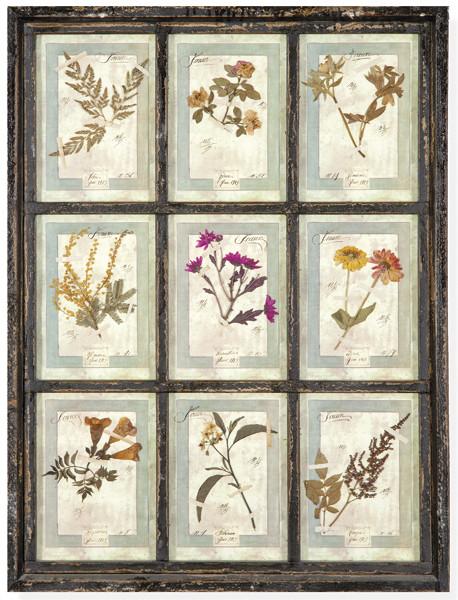 Herbario enmarcado Italia S. XXI