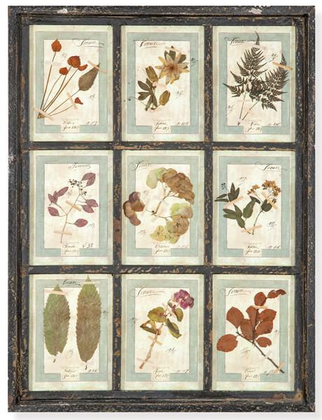 Herbario con marco negro y nueve especies