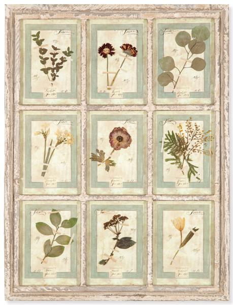 Herbario enmarcado Italia S. XXI