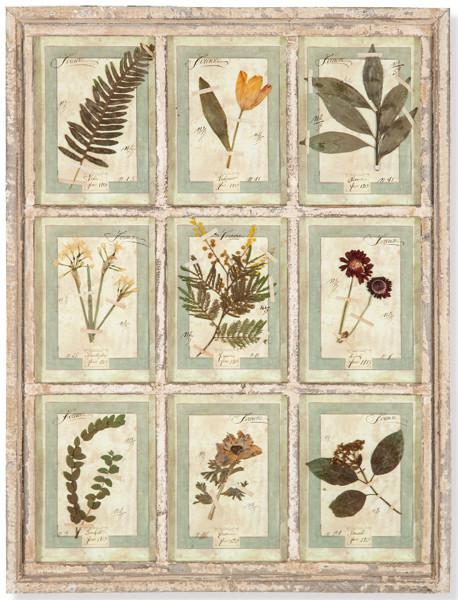 Herbario enmarcado Italia S. XXI