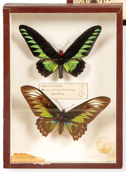 Caja con dos ejemplares de lepidópteros , macho y hembra.