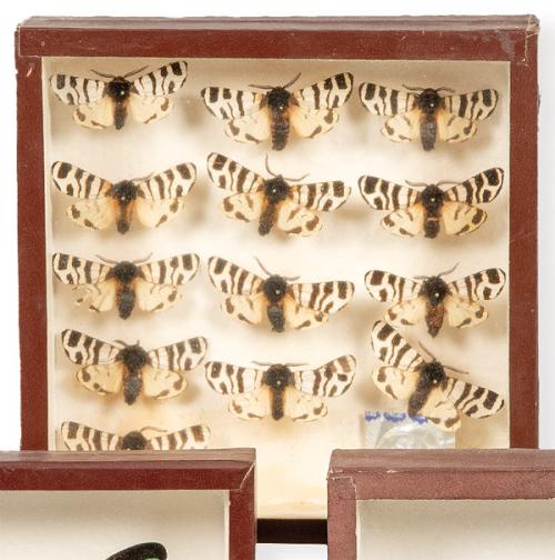 Caja con colección de 12 lepidópteros españoles.