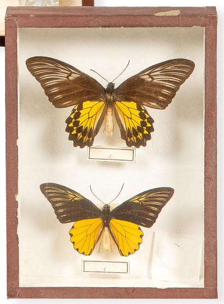 Caja con dos lepidópteros macho y hembra.