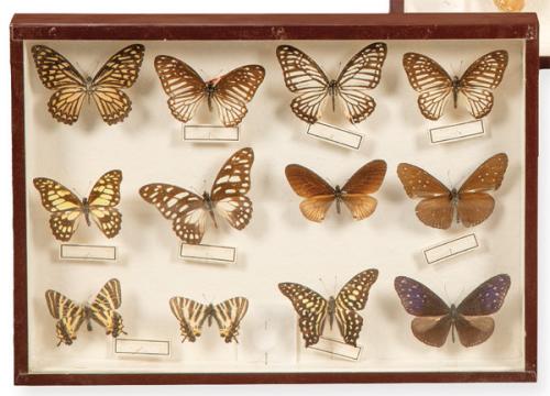 Caja con colección de 12 lepidópteros.