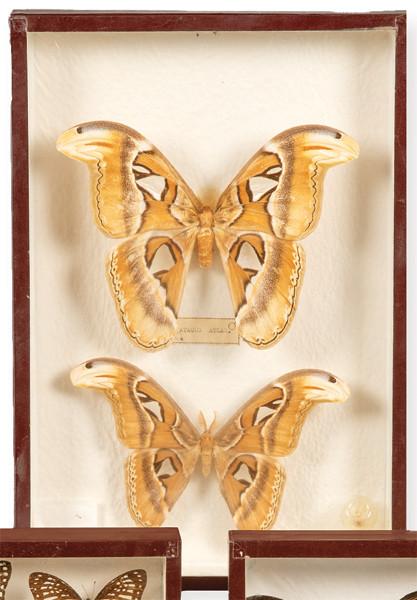 Caja con dos lepidópteros, macho y hembra.