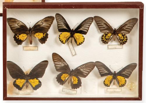 Caja con seis lepidópteros amarillos y negros con sus nombres en cartelas.