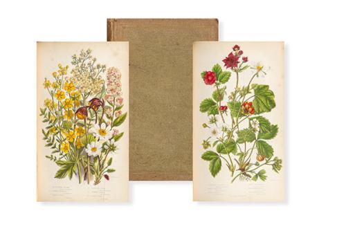 ANNE PRATT - The Flowering Plants of Great Britain