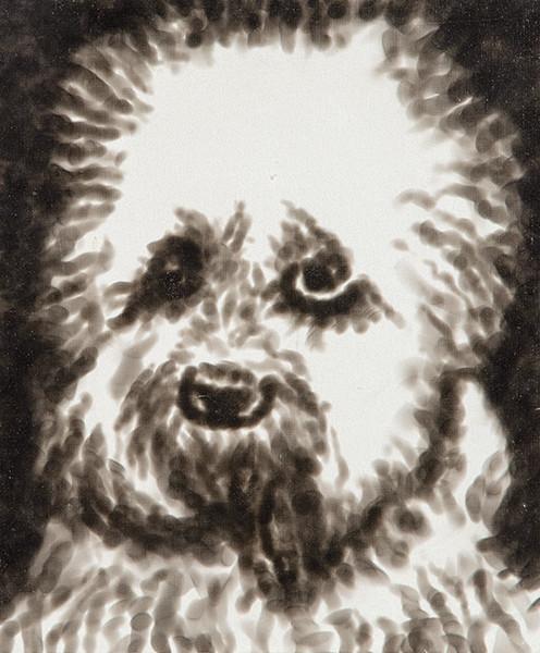 GIRI GEORGE DOKOUPIL - Cabeza de perrito