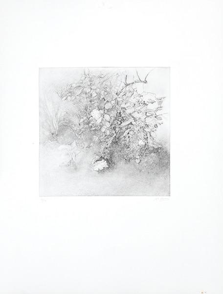 MARÍA MORENO - Jardín