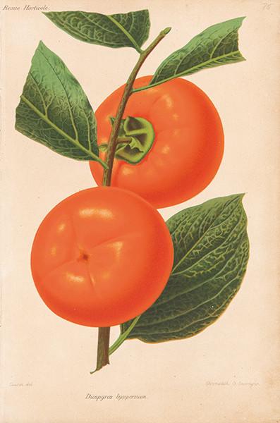 GUILLAUME SEVEREYNS - Pera y Caqui