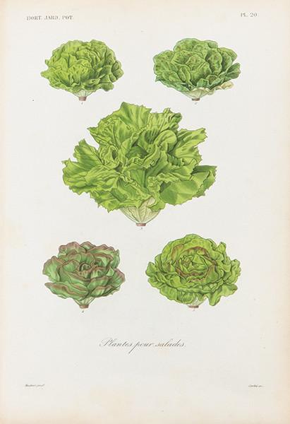 FRANÇOIS HÉRINCQ - Plantes pour salades
