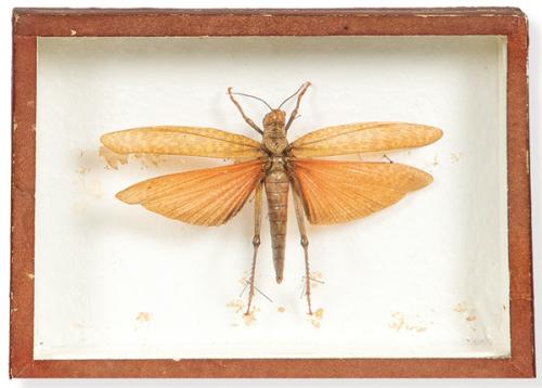 Caja con ejemplar de Acrindidae, langosta.