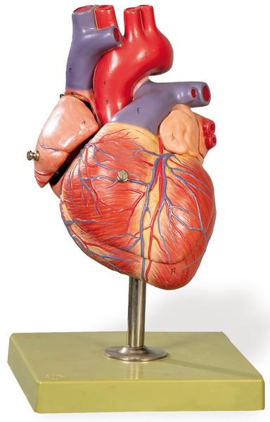 Modelo anatómico de corazón de Somso Plast.