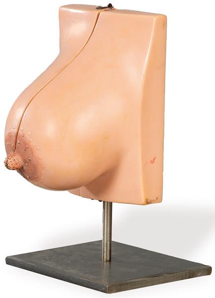 Modelo anatómico de mama h. 1950-60.