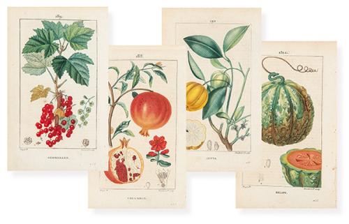 FRANÇOIS-PIERRE CHAUMETON - Groseiller, Grenadier, Melon y Gutte