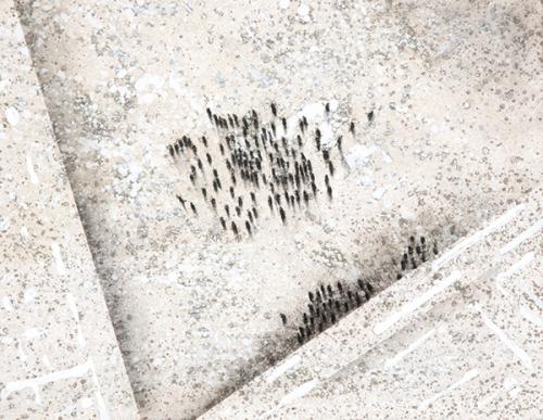 JUAN GENOVÉS - Panorama en blanco V